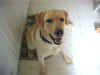 Buckey at 7 Months old on the SAME kitchen rug!!